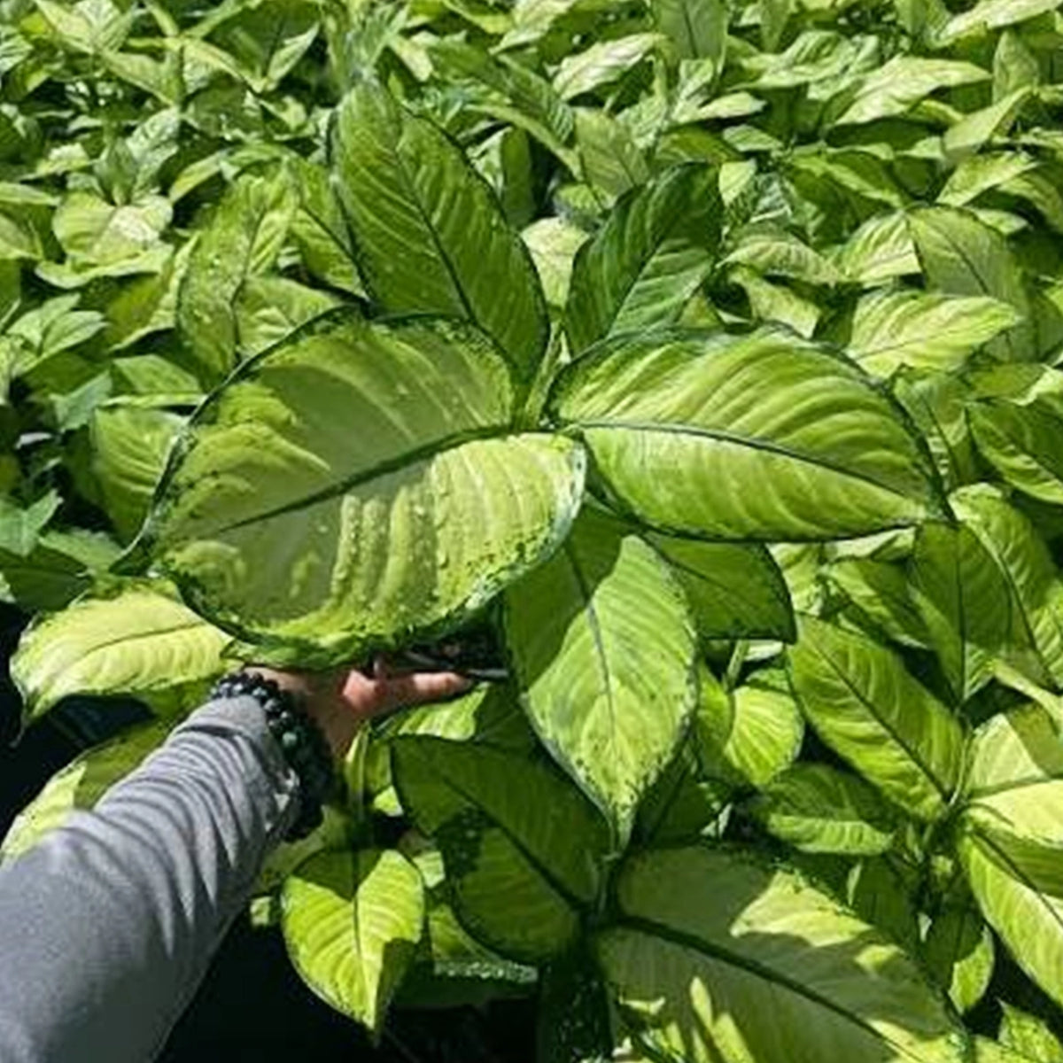 Dieffenbachia ‘Martha’ (Dumb Cane ‘Martha’)