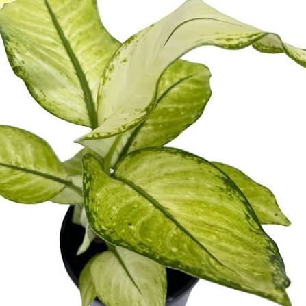 Dieffenbachia ‘Martha’ (Dumb Cane ‘Martha’)