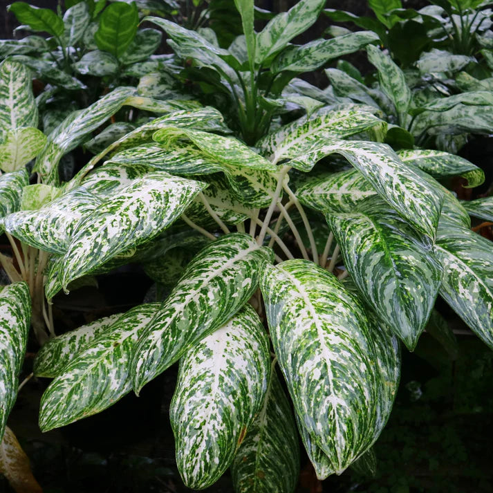 Dieffenbachia White Blizzard (White Blizzard)