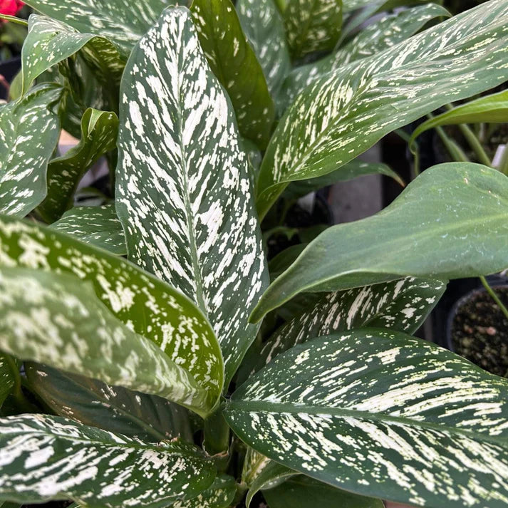 Dieffenbachia White Blizzard (White Blizzard)