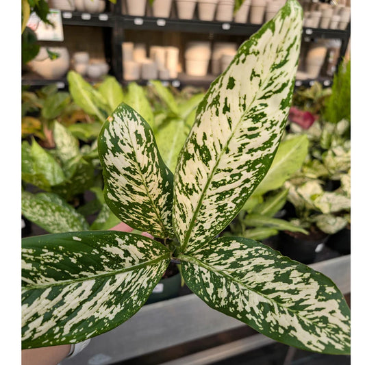 Dieffenbachia White Blizzard (White Blizzard)