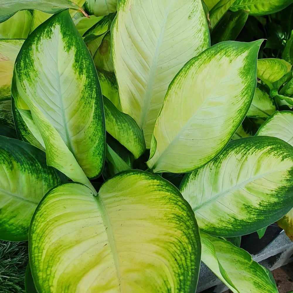 Dieffenbachia ‘Tropic Marianne’ (Dumb Cane)