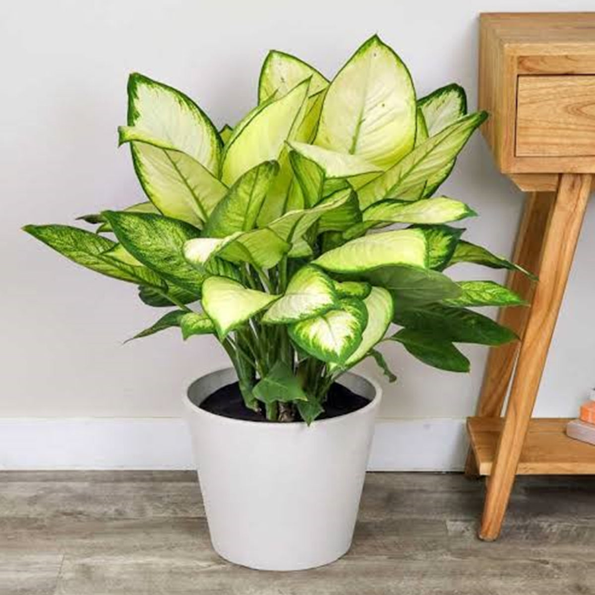 Dieffenbachia ‘Tropic Marianne’ (Dumb Cane)