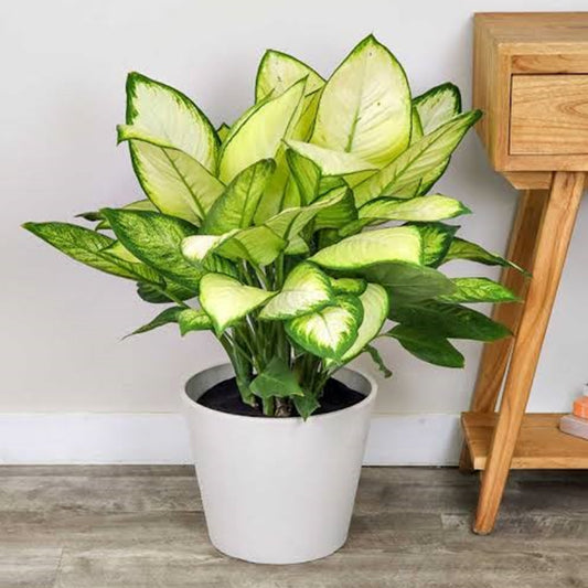 Dieffenbachia ‘Tropic Marianne’ (Dumb Cane)