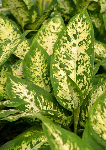 Dieffenbachia 'Vesuvius' (Vesuvius / Dumb Cane)