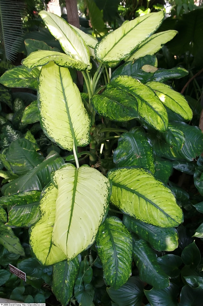 Dieffenbachia seguine 'Maculata Whitii' (Dumbcane / Tuftroot)