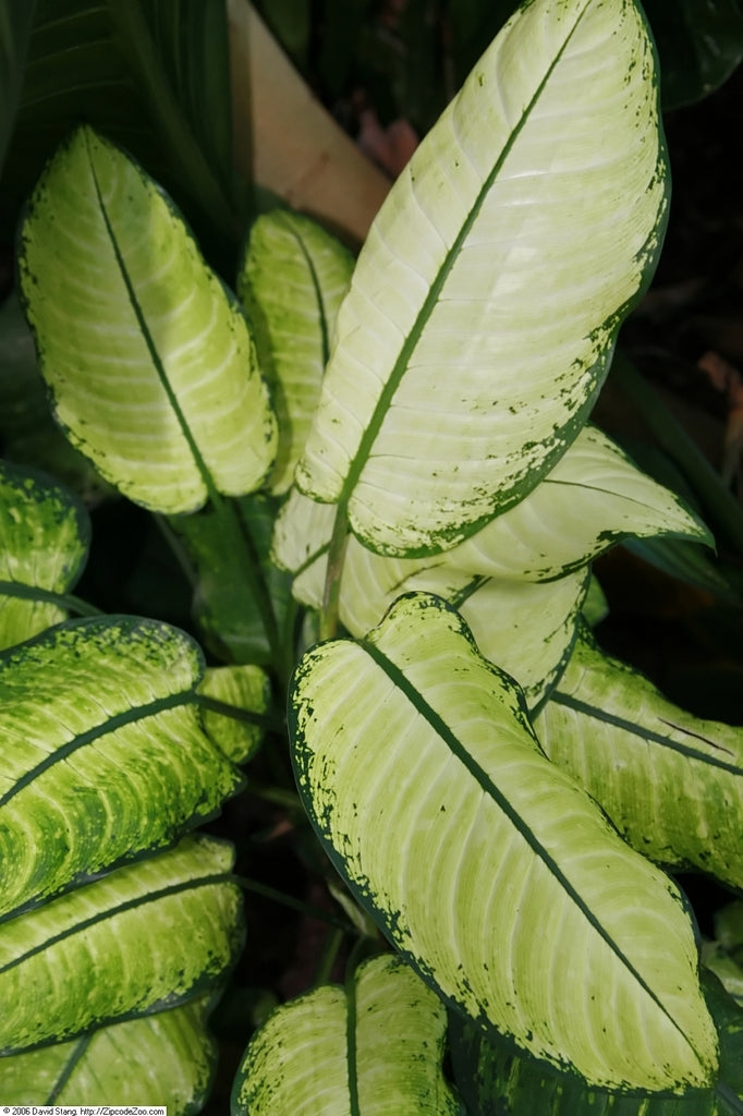 Dieffenbachia seguine 'Maculata Whitii' (Dumbcane / Tuftroot)