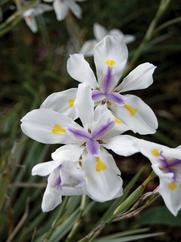 Dietes iridioides ‘White Tiger’