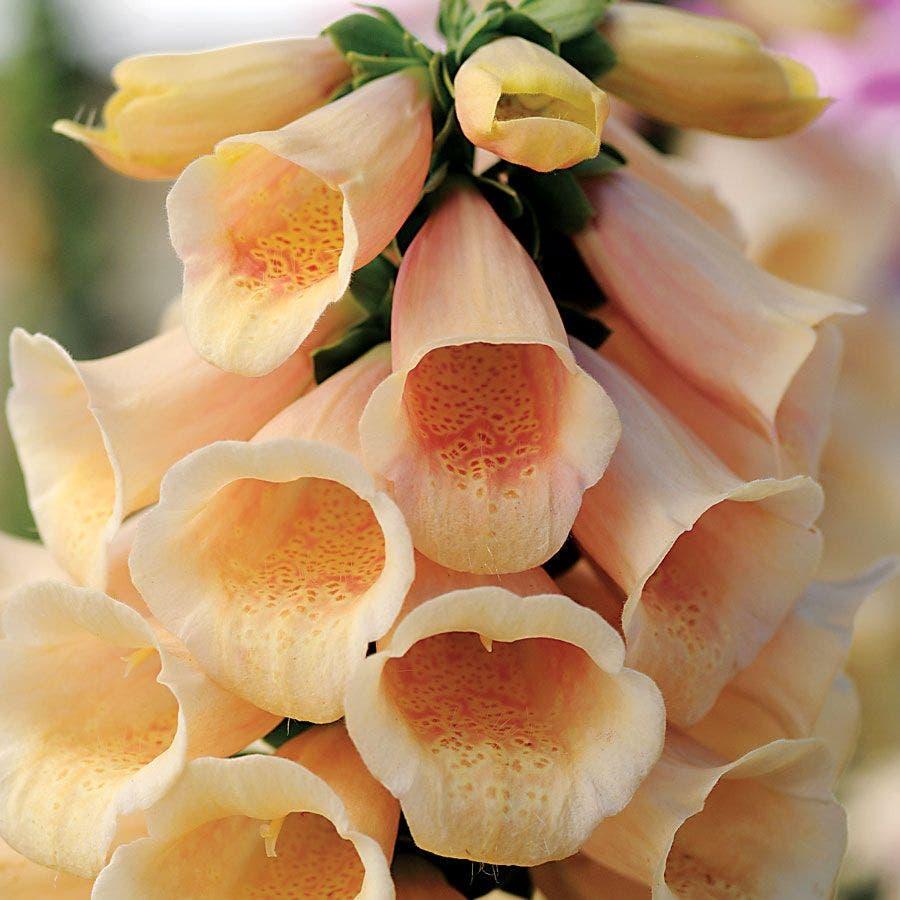 Digitalis Purpurea ‘Dalmatian Peach’ (Foxglove)