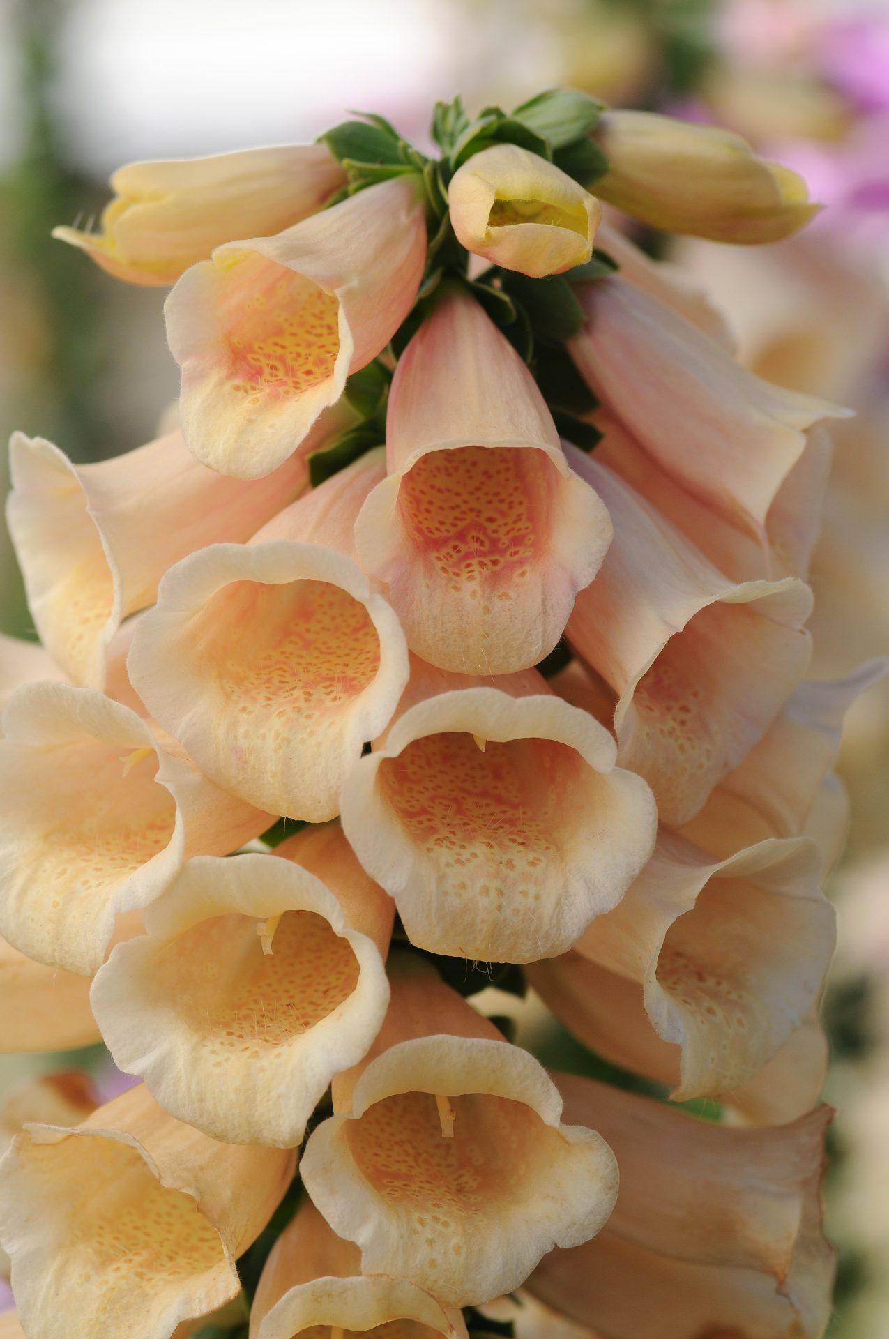 Digitalis Purpurea ‘Dalmatian Peach’ (Foxglove)