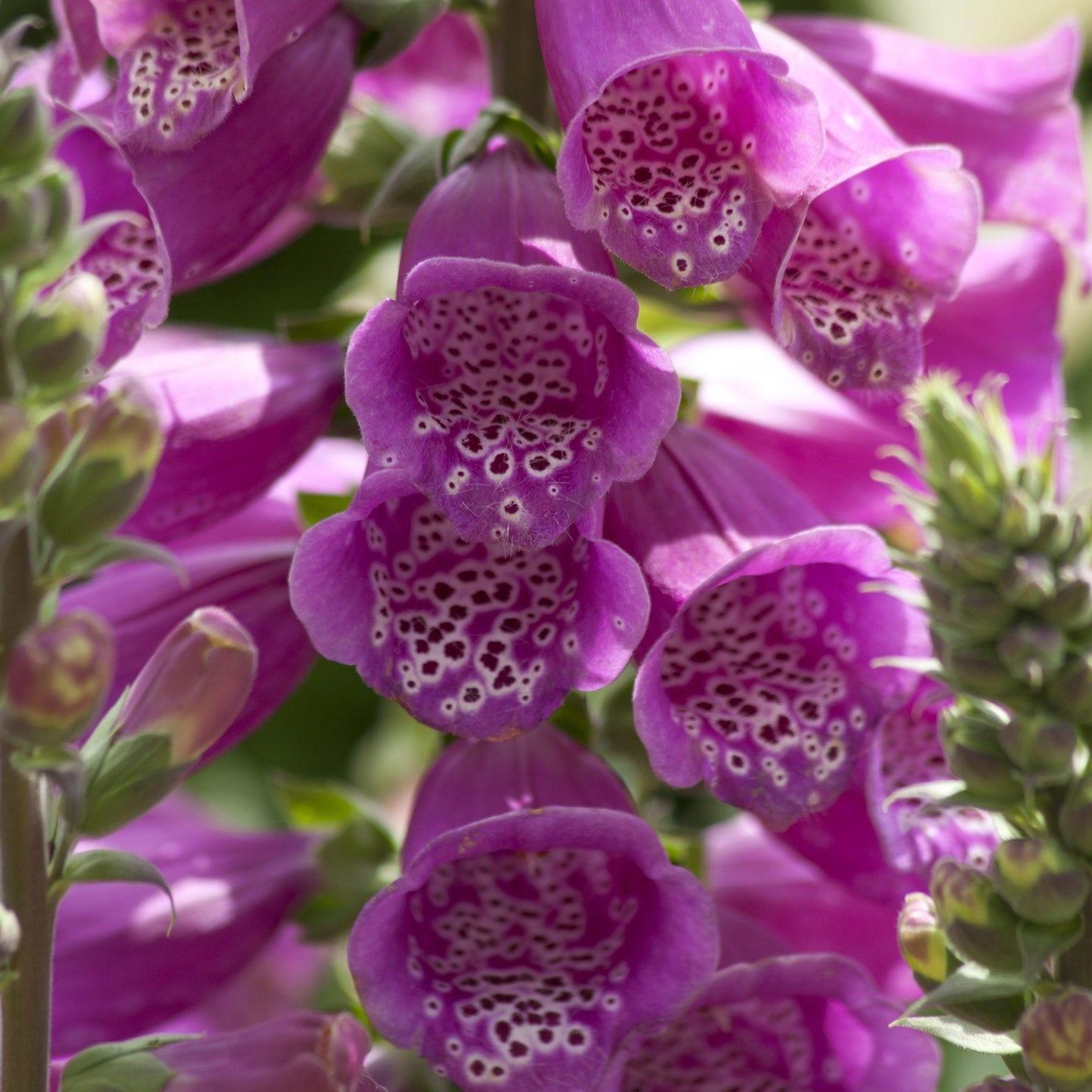 Digitalis Purpurea ‘Dalmatian Purple’ (Foxglove)