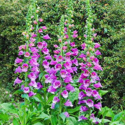 Digitalis Purpurea ‘Dalmatian Purple’ (Foxglove)