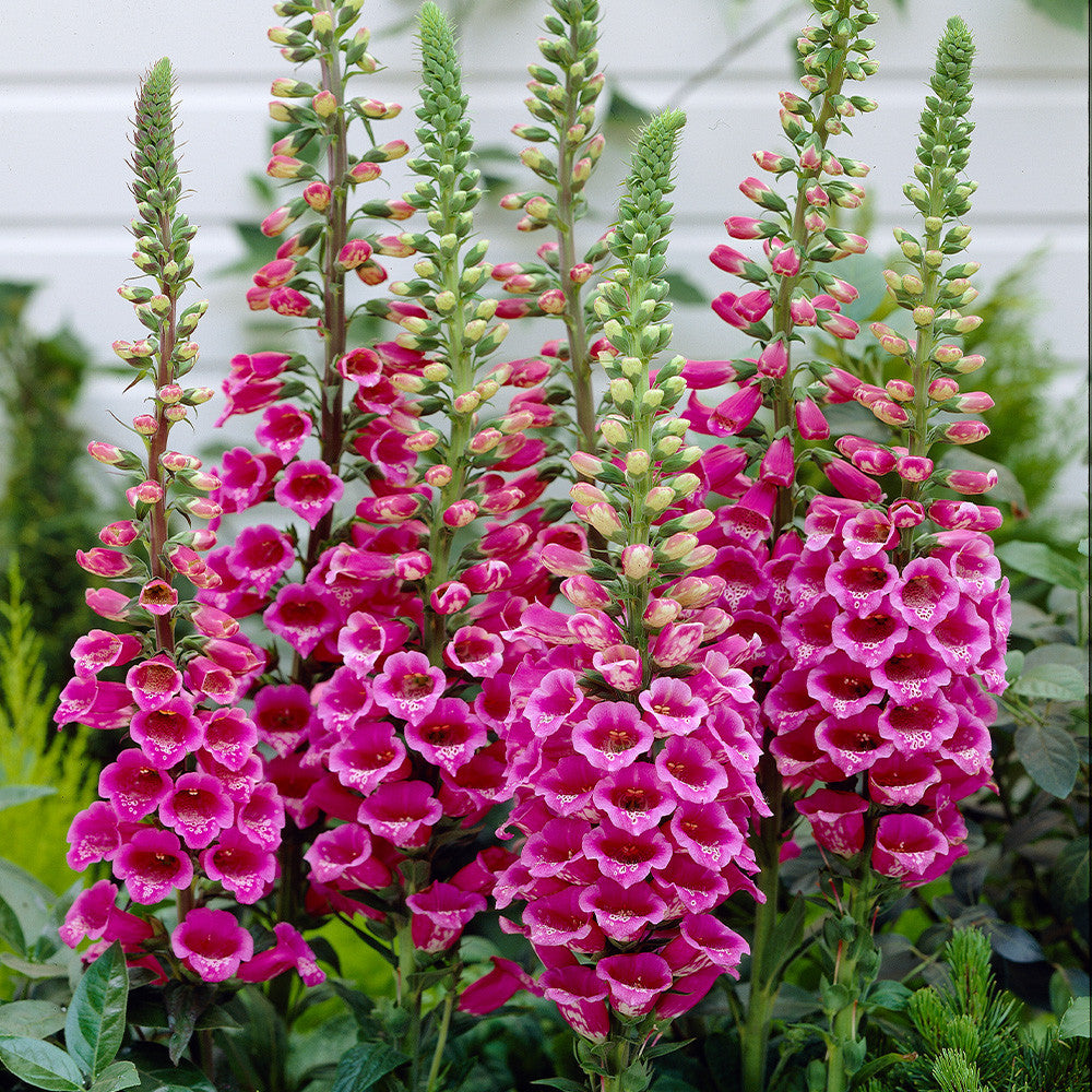 Digitalis Purpurea ‘Dalmatian Rose’ (Foxglove)