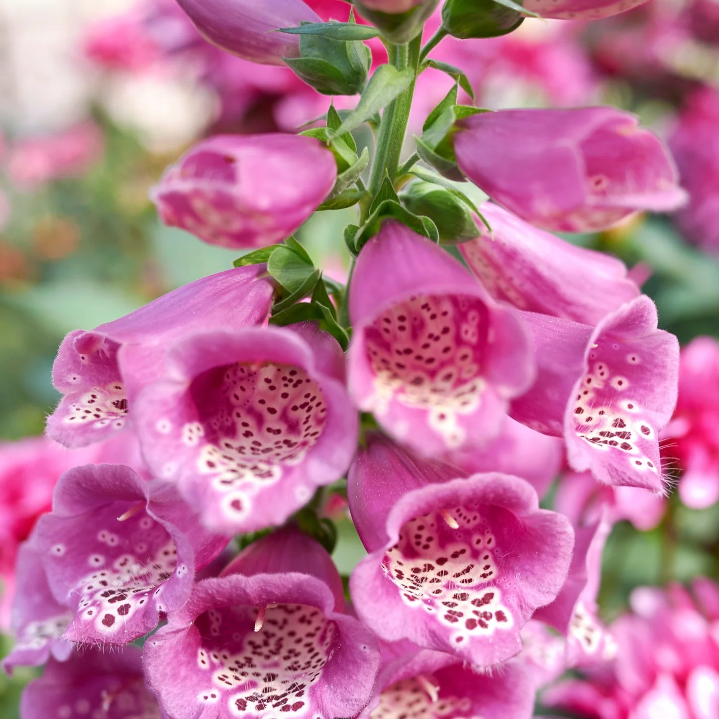 Digitalis Purpurea ‘Dalmatian Rose’ (Foxglove)