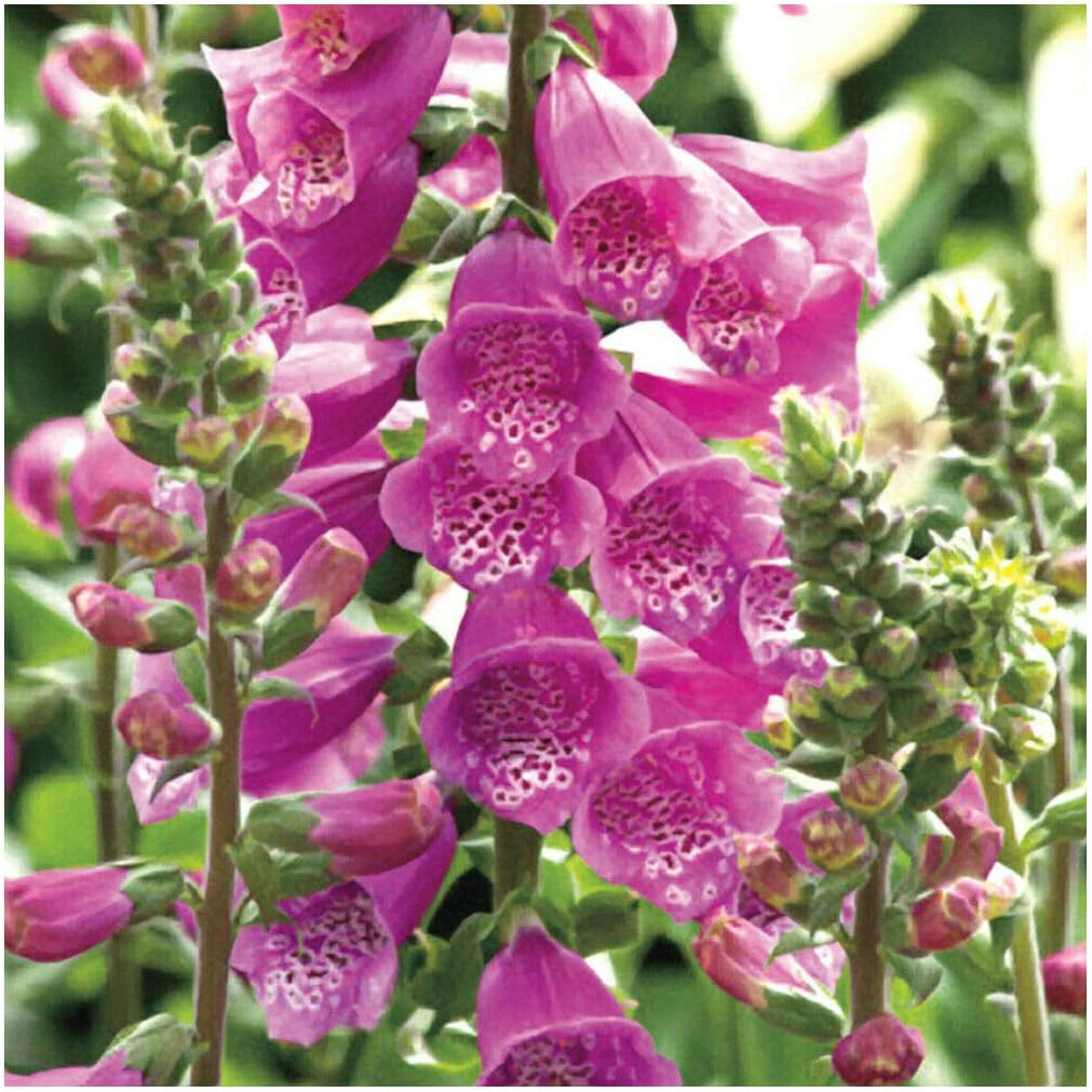 Digitalis Purpurea ‘Dalmatian Rose’ (Foxglove)