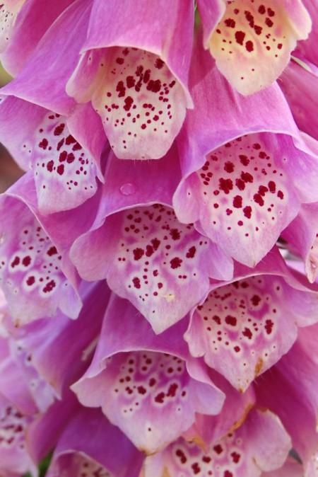 Digitalis Purpurea ‘Dalmatian Rose’ (Foxglove)