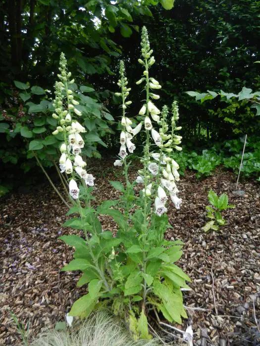 Digitalis Purpurea ‘Dalmatian White’ (Foxglove)