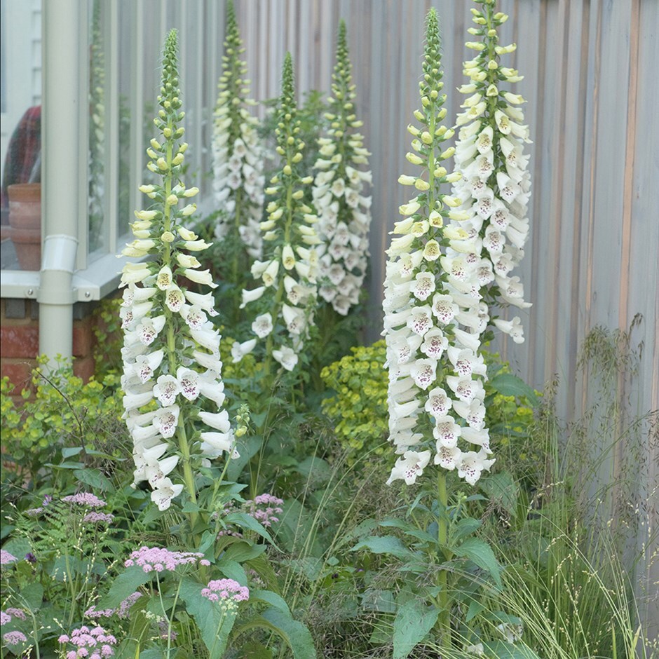 Digitalis Purpurea ‘Dalmatian White’ (Foxglove)