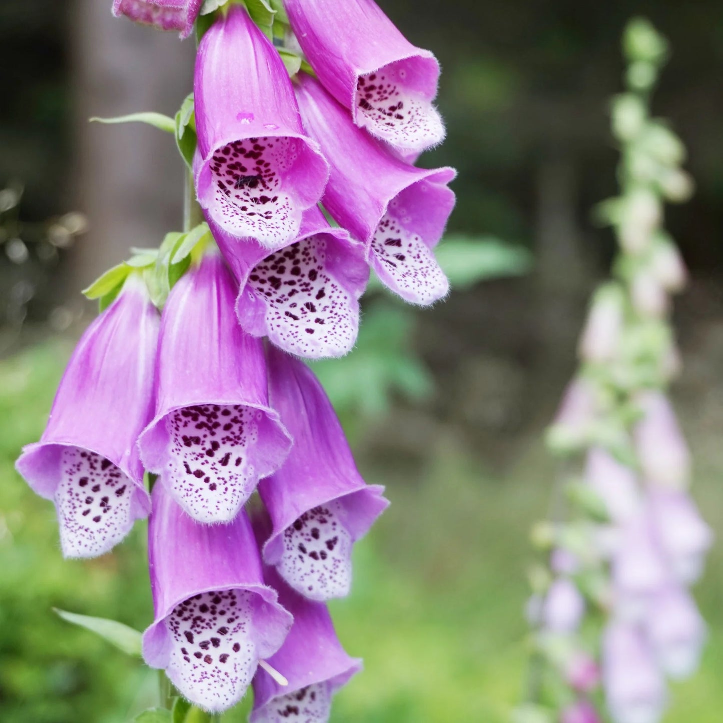 Digitalis Purpurea ‘Debutante Purple’
