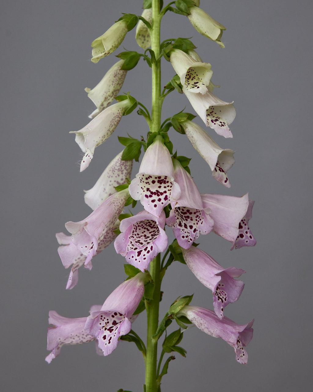 Digitalis Purpurea ‘Debutante Purple’
