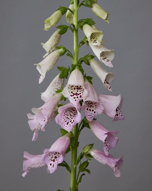 Digitalis Purpurea ‘Debutante Purple’