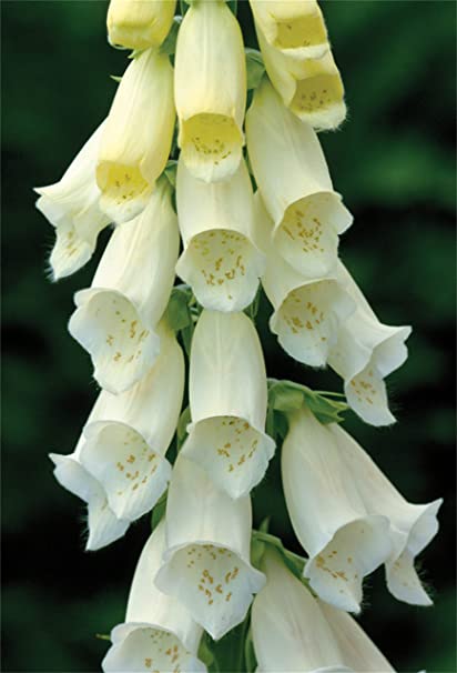 Digitalis Purpurea ‘White Cloud’ (White Foxglove)