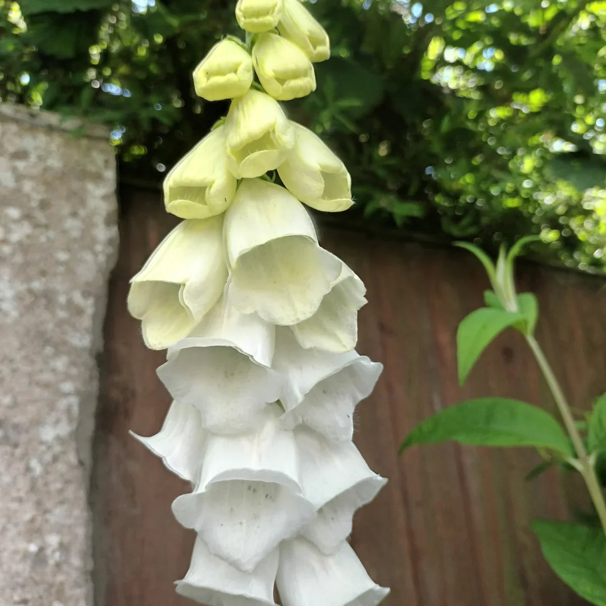 Digitalis purpurea 'Debutante White' (Debutante White Foxglove)