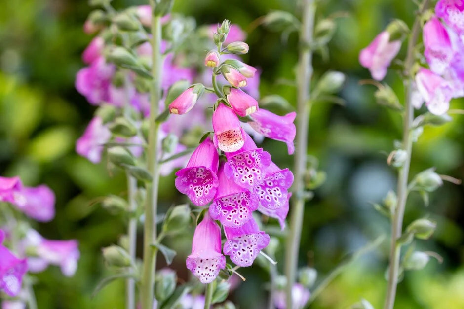 Digitalis ‘Panther’ (Foxglove)