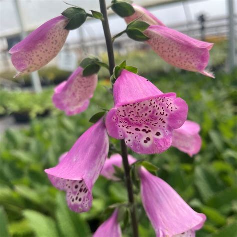 Digitalis ‘Panther’ (Foxglove)