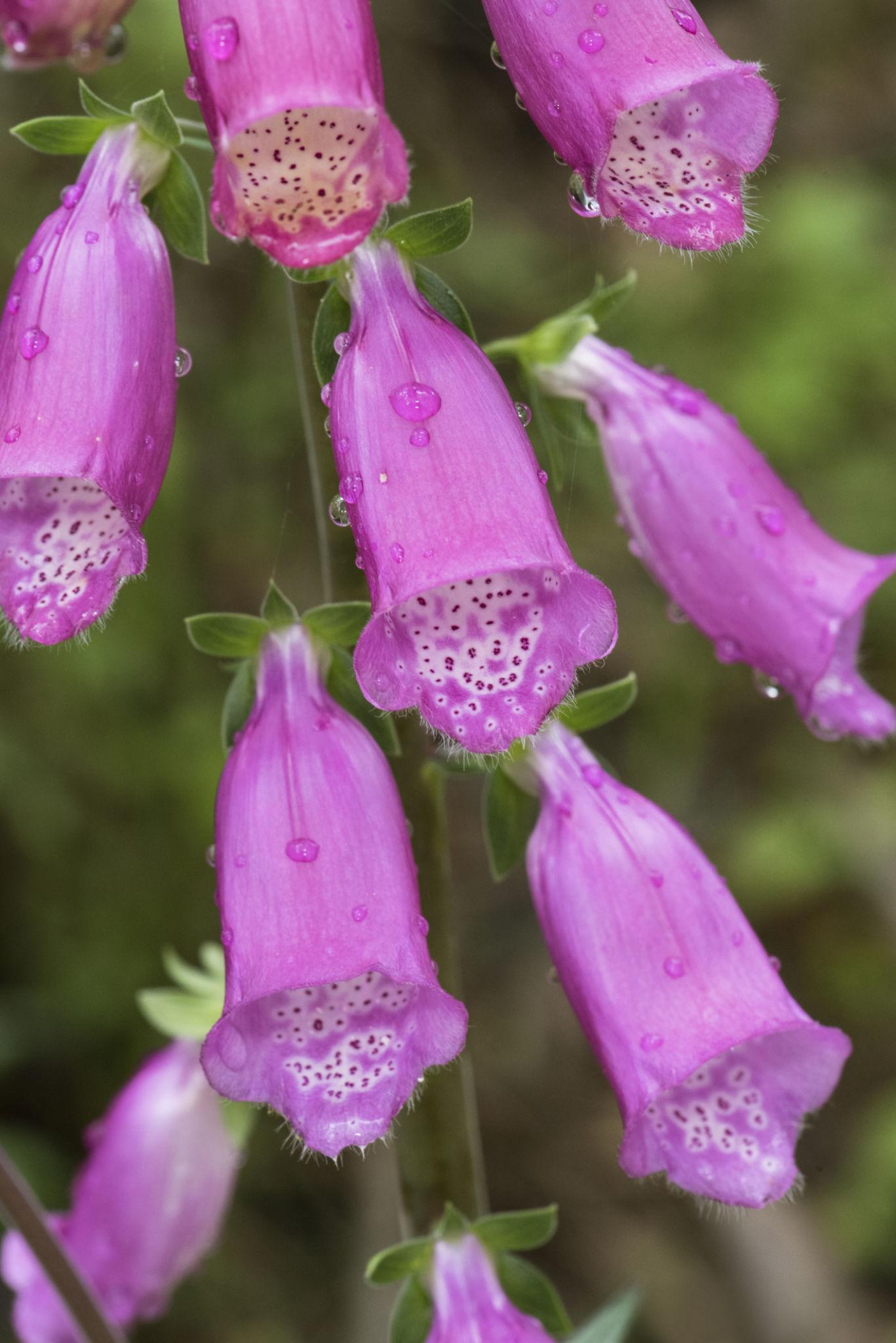 Digitalis purpurea (Pink Panther Foxglove)
