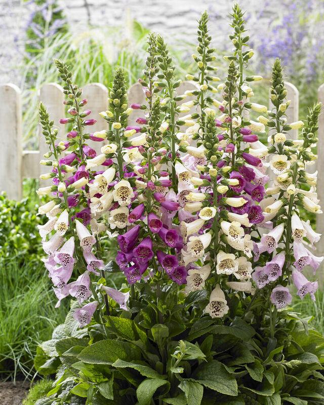 Digitalis purpurea (Pink Panther Foxglove)