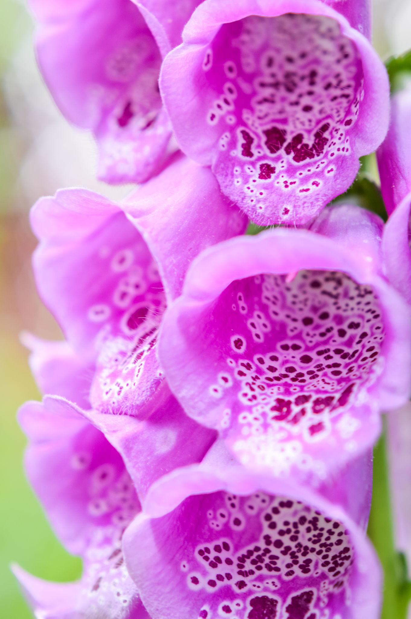 Digitalis purpurea (Pink Panther Foxglove)