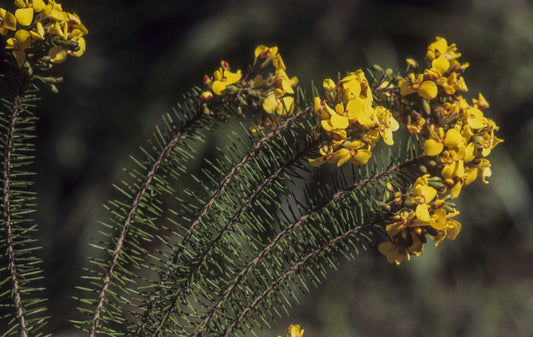 Dillwynia retorta (Egg and Bacon Pea / Twist-leaf Dillwynia)