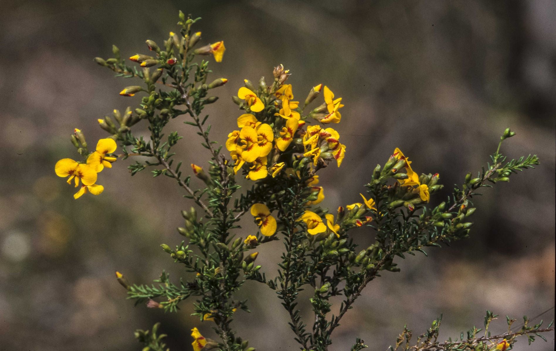 Dillwynia Parvifolia (Small-Leaved Parrot Pea)