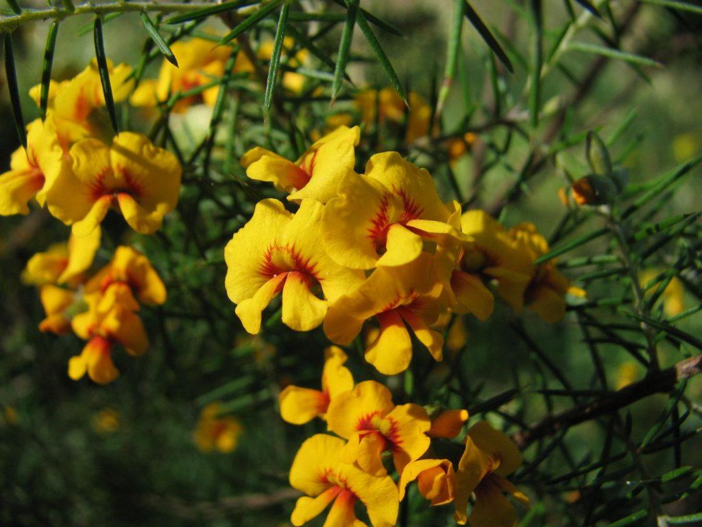 Dillwynia Sieberi (Sieber's Parrot Pea)