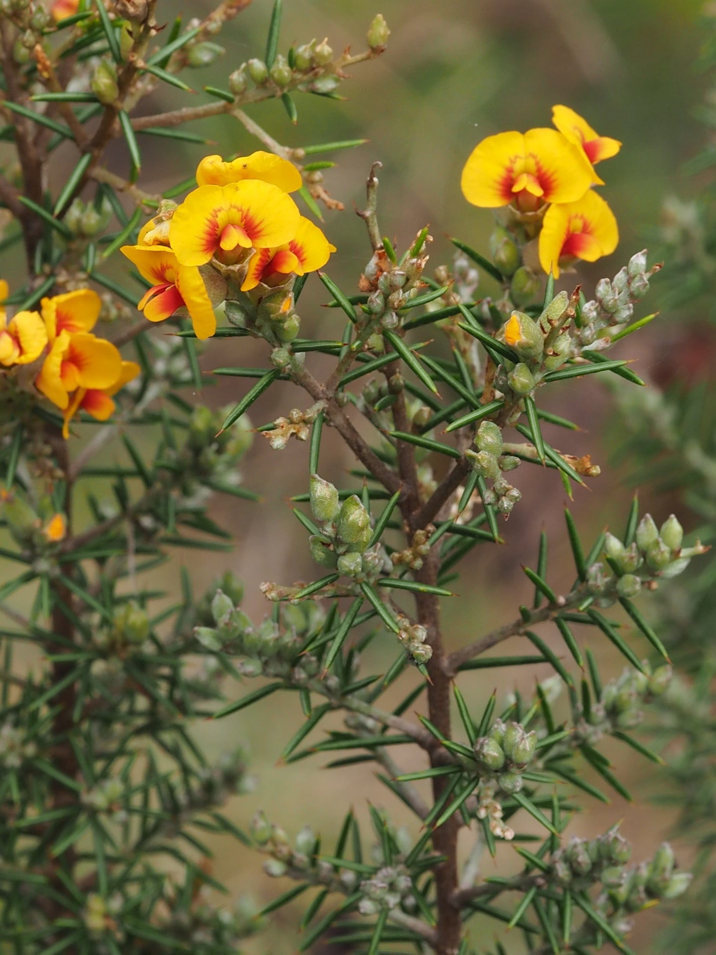 Dillwynia Sieberi (Sieber's Parrot Pea)