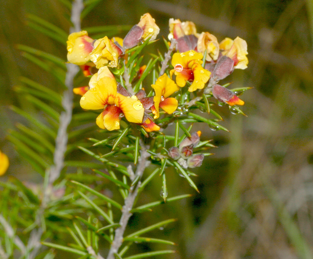 Dillwynia Sieberi (Sieber's Parrot Pea)