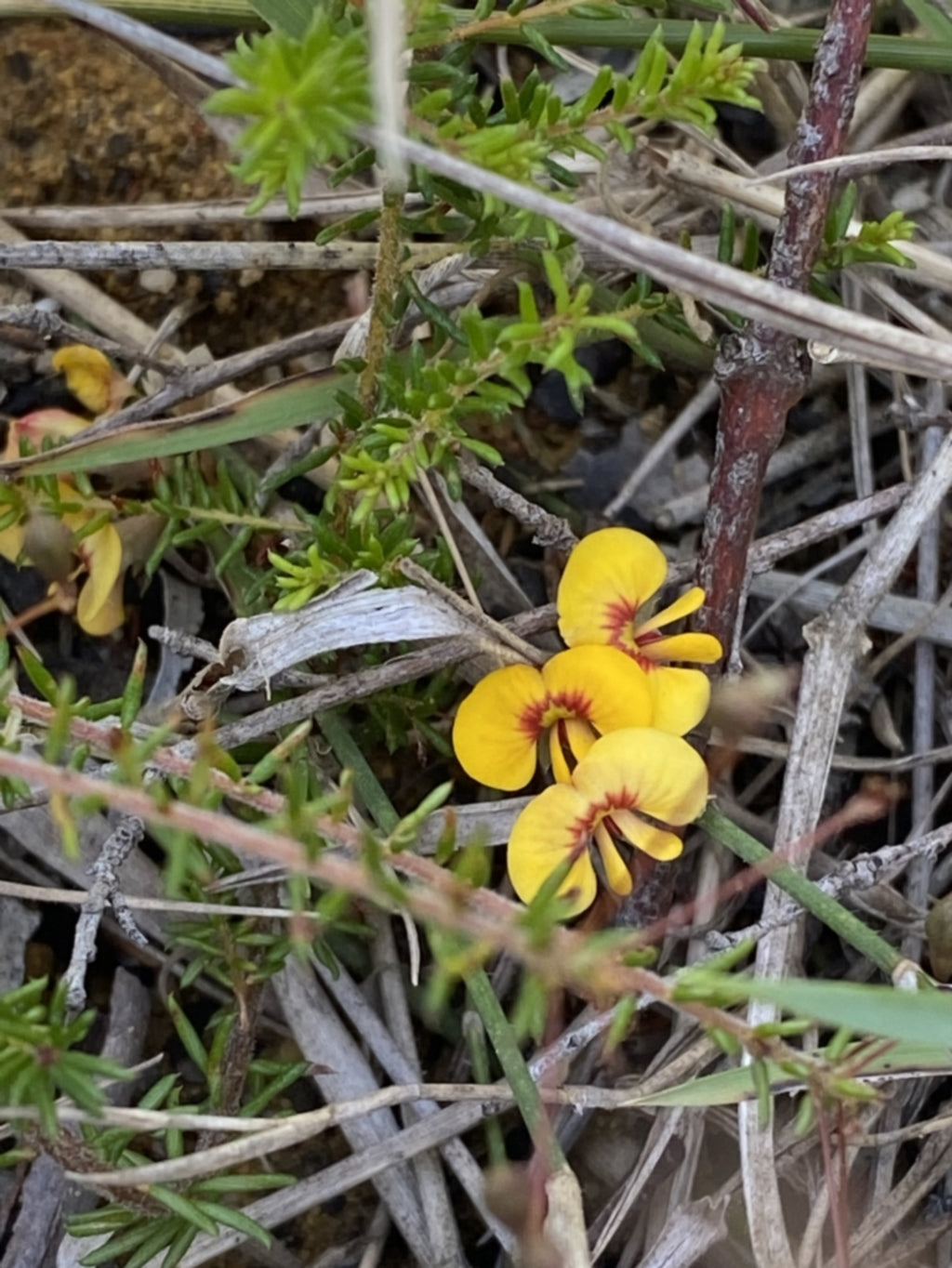 Dillwynia Parvifolia (Small-Leaved Parrot Pea)