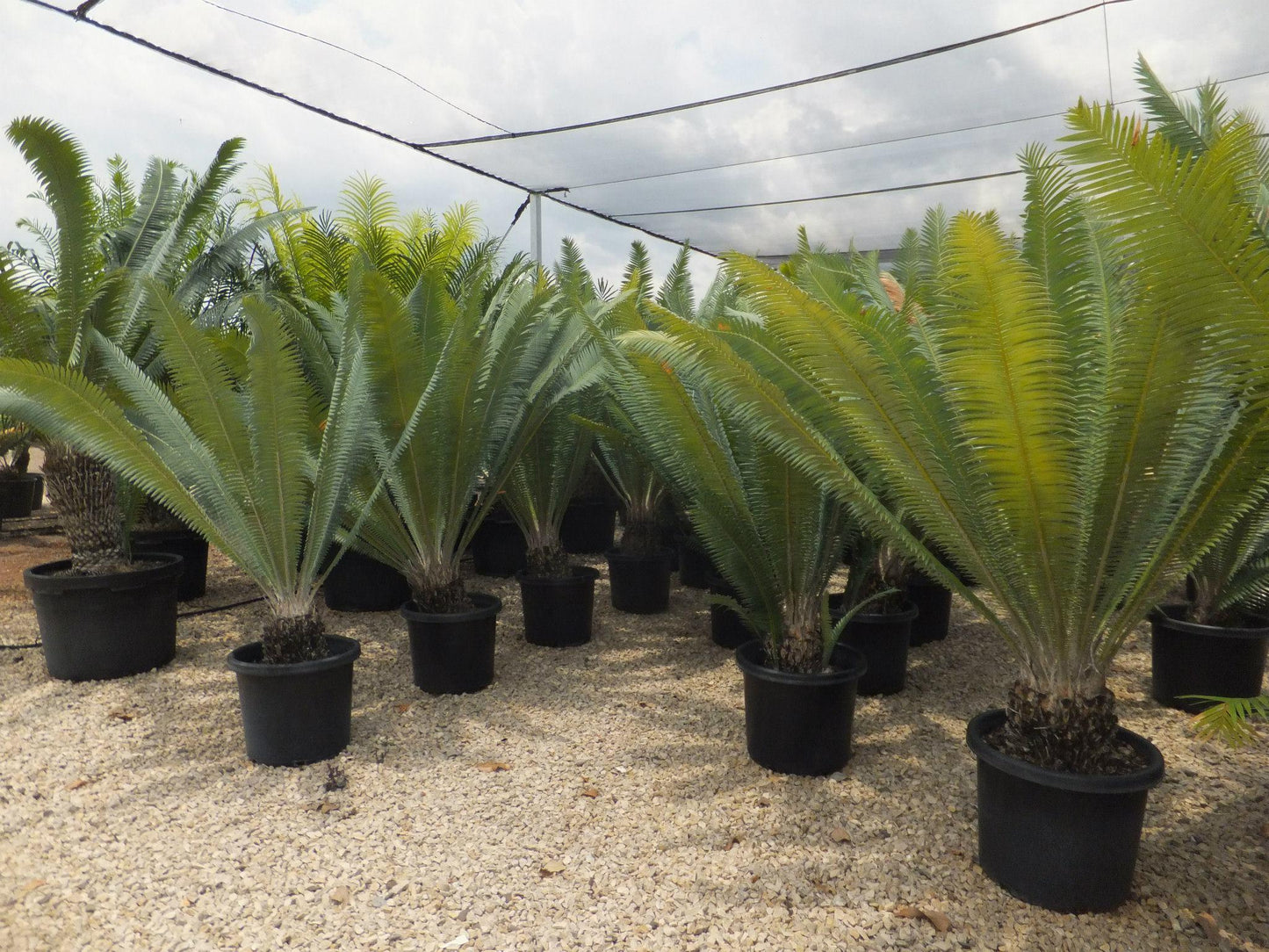 Dioon Mejiae (Tiusinte)