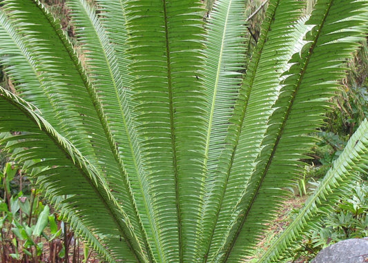 Dioon Mejiae (Tiusinte)