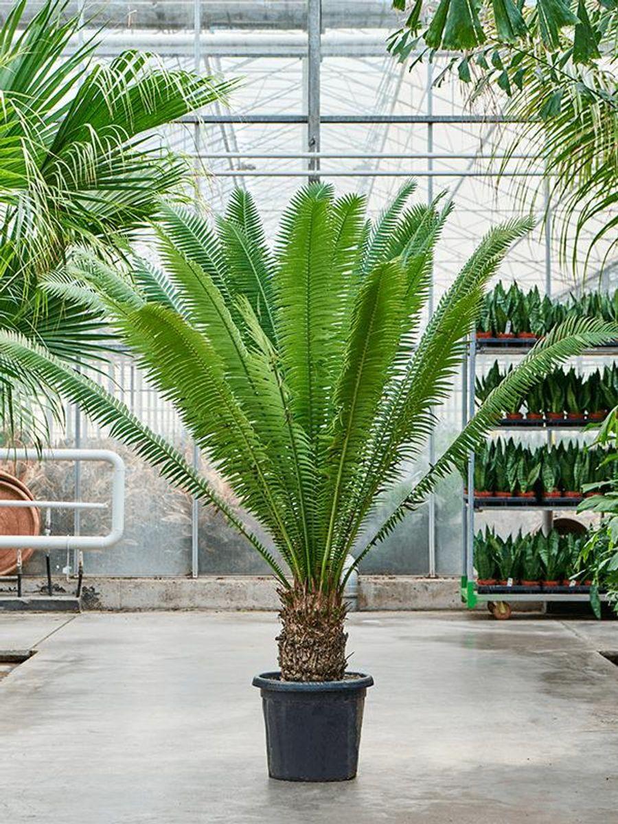 Dioon Spinulosum (Giant Dioon)
