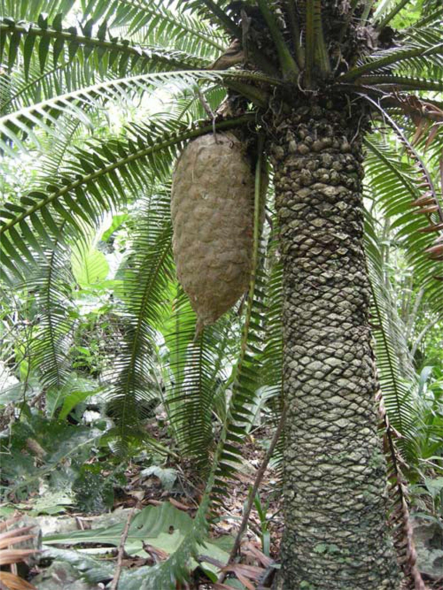 Dioon Spinulosum (Giant Dioon)