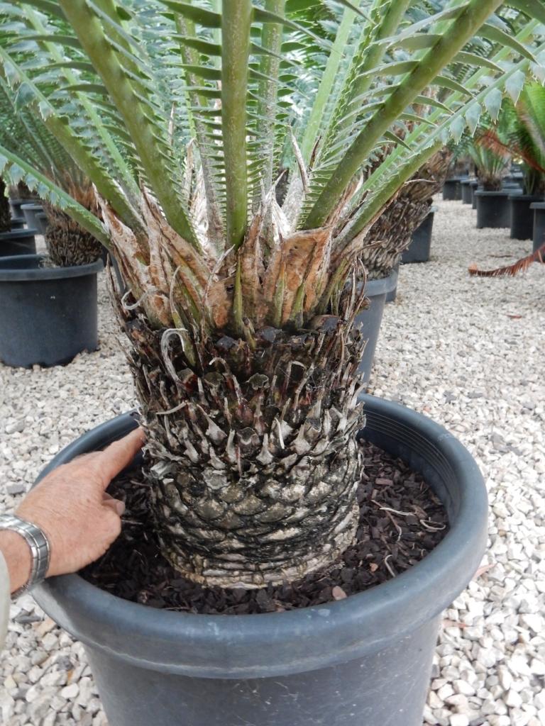 Dioon Spinulosum (Giant Dioon)