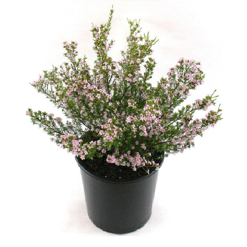 Coleonema Pulchellum (Pink) CLEARANCE