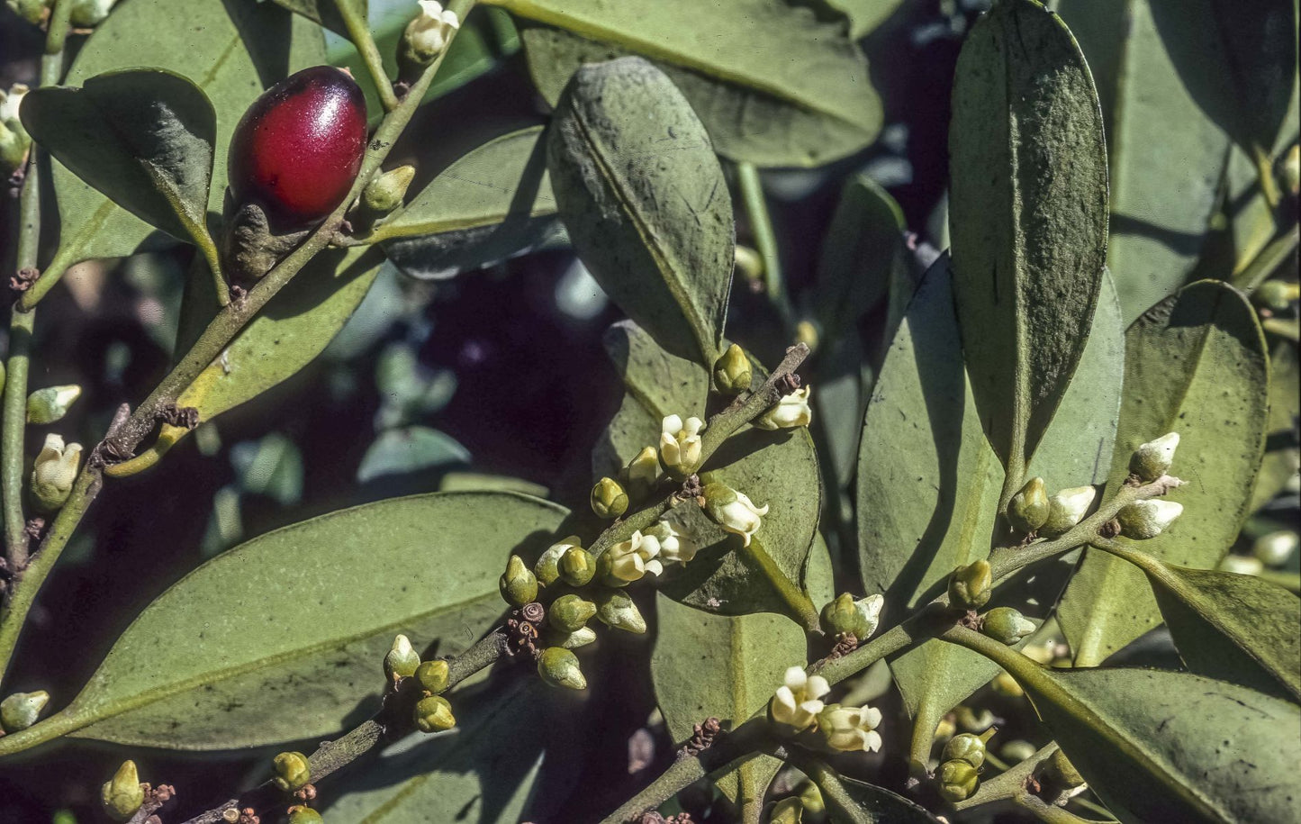 Diospyros australis (Black Plum)