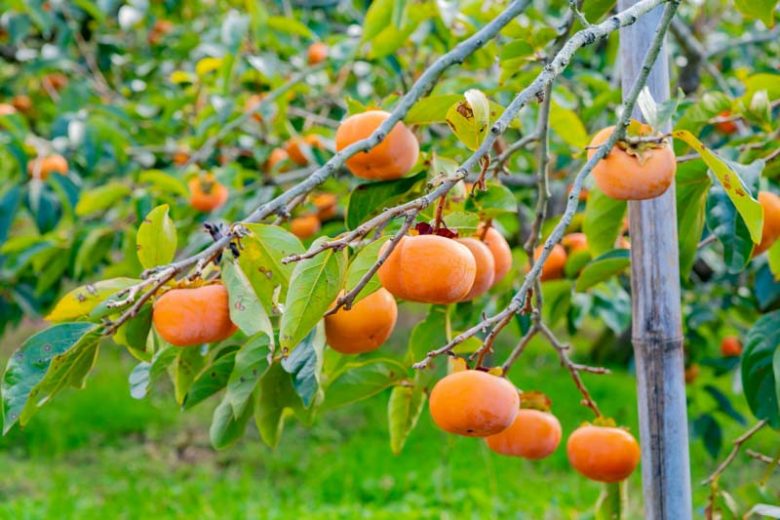 Diospyros kaki ‘Jiro’ (Jiro Persimmon)