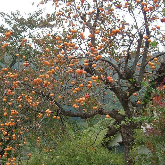 Diospyros Kaki 'Dai Dai Maru' (Astringent Persimmon)