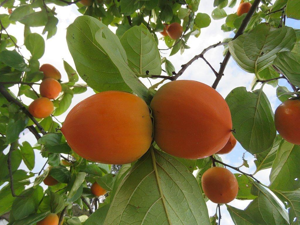 Diospyros Kaki 'Dai Dai Maru' (Astringent Persimmon)