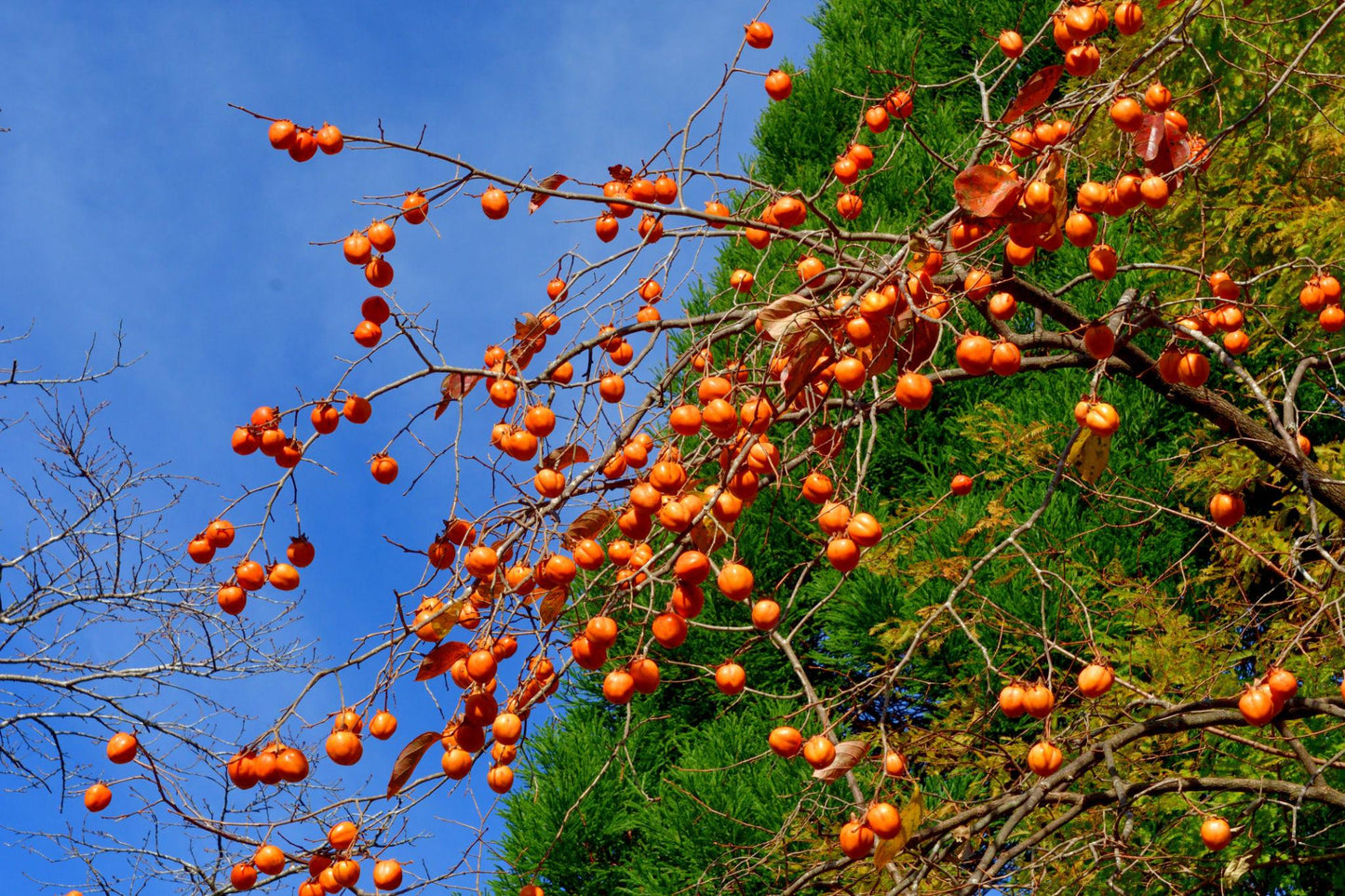 Diospyros Kaki 'Dai Dai Maru' (Astringent Persimmon)