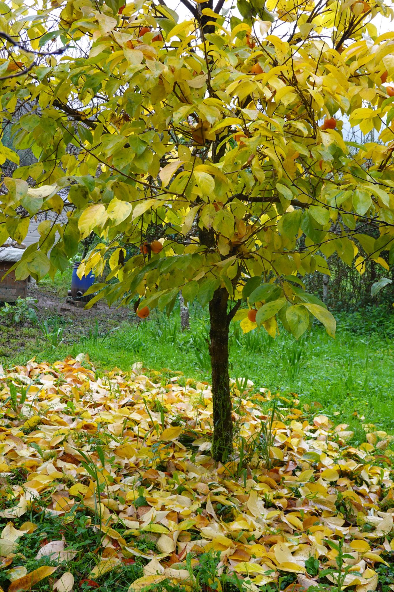 Diospyros Kaki 'Izu' (Astringent Persimmon)